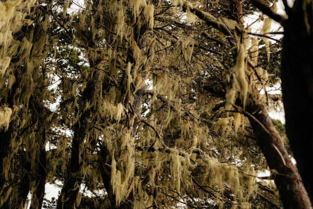 brooking elopement, oregon coast elopement, natural bridges elopement, secret beach elopement, Oregon Elopement photographer