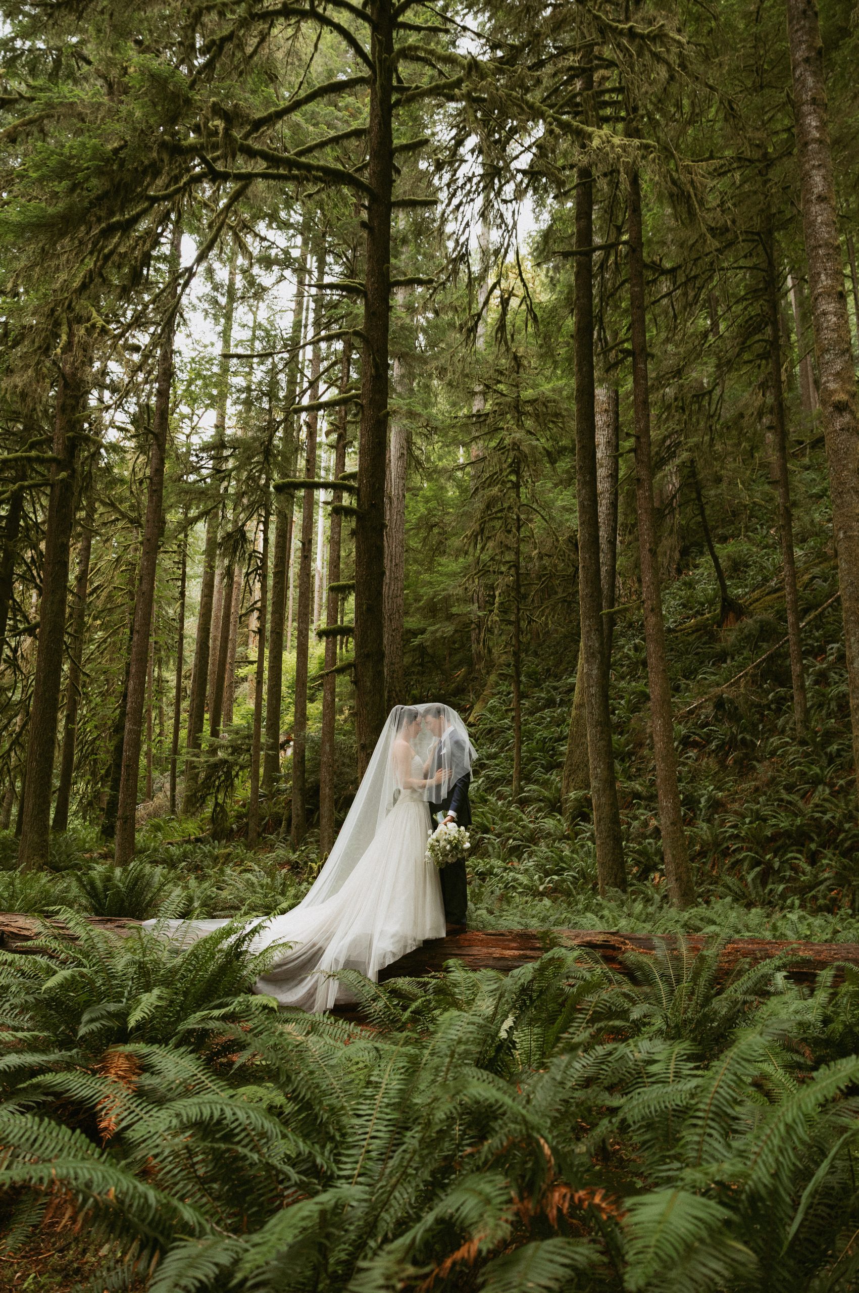 Beth and Jamie kissing beneath her veil among ferns and tall moss-covered trees in Olympic National Park